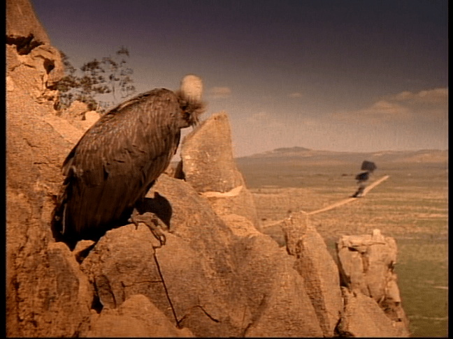 carrion death buzzard 1